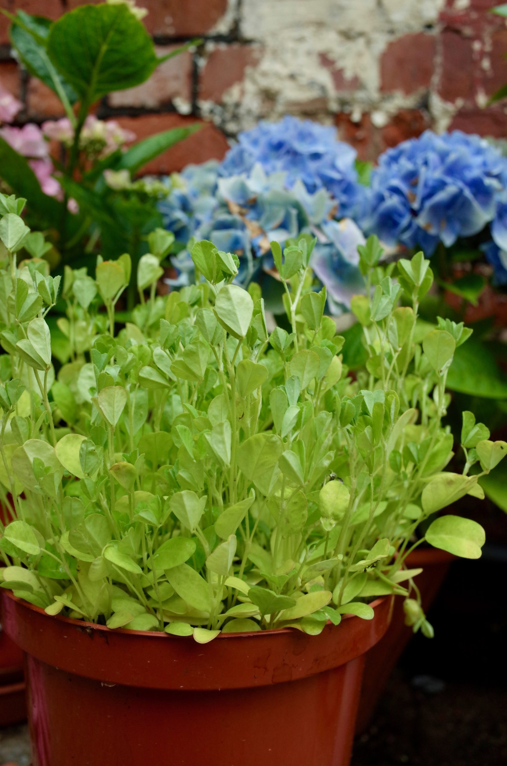 Fresh Fenugreek Methi Plant Growing in a brown garden pot