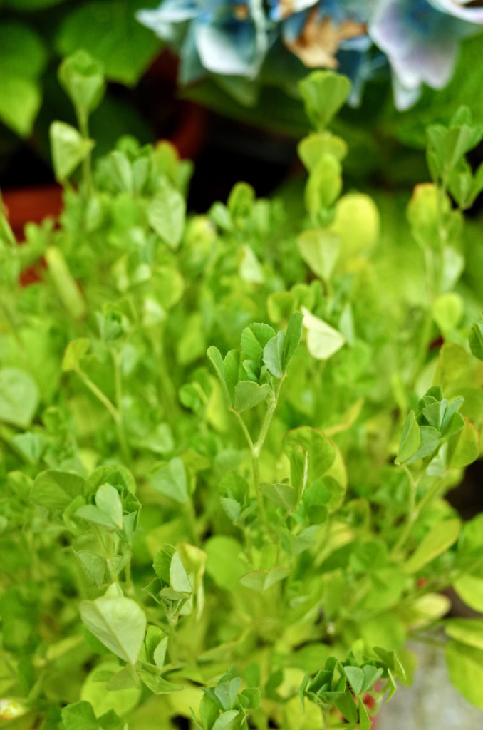 Fresh fenugreek plant showing methi leaves