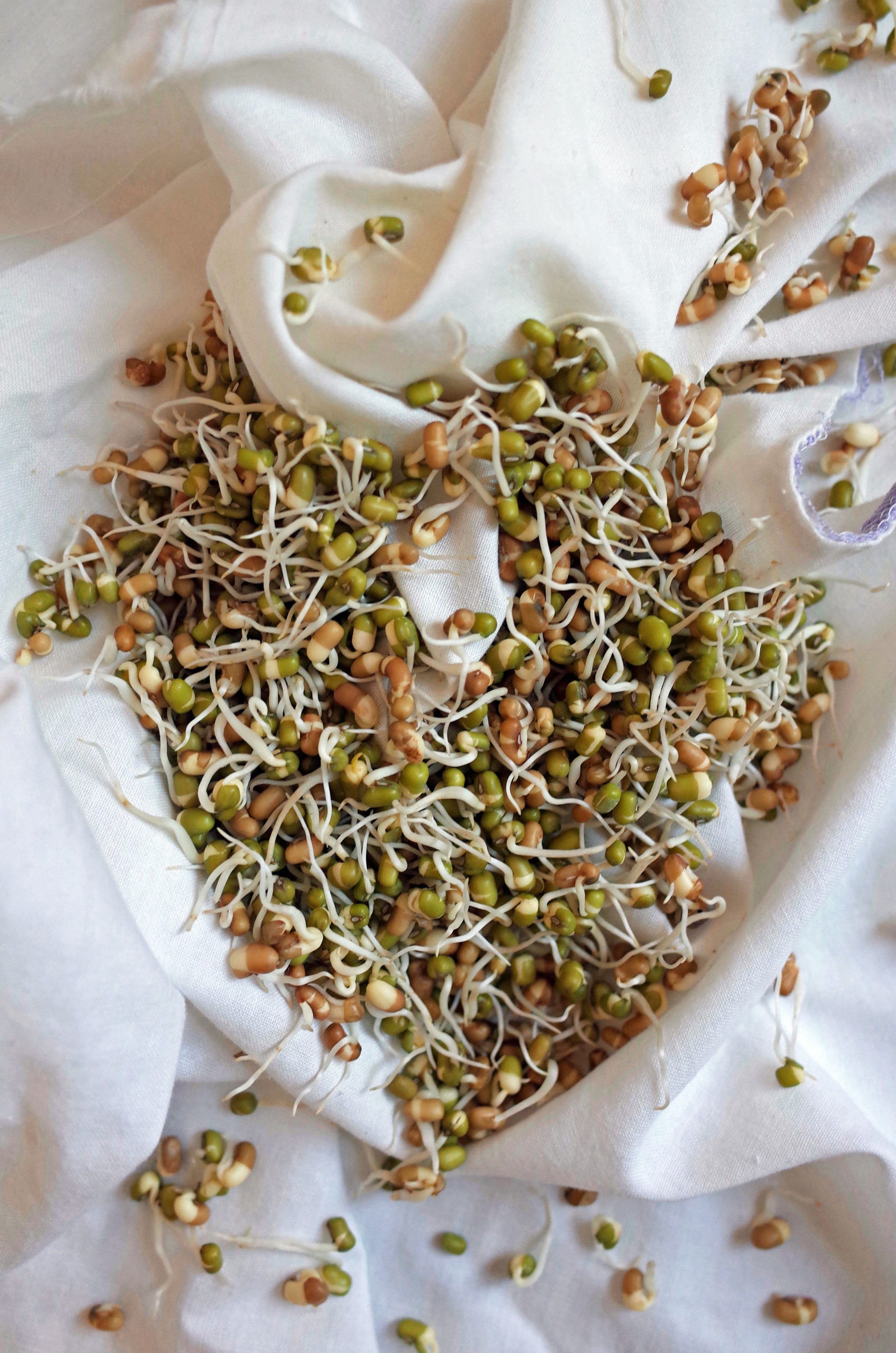 Mixed sprouted whole moong and moth beans on a crumpled white cloth