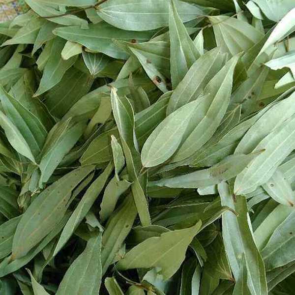 A pile of dried Indian Bay Leaves, Tej Patta