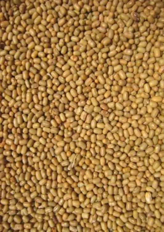 Close up photo of whole moth beans / dal / turkish lentils