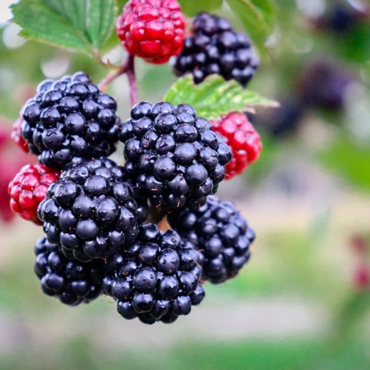 How to Pick Blackberries