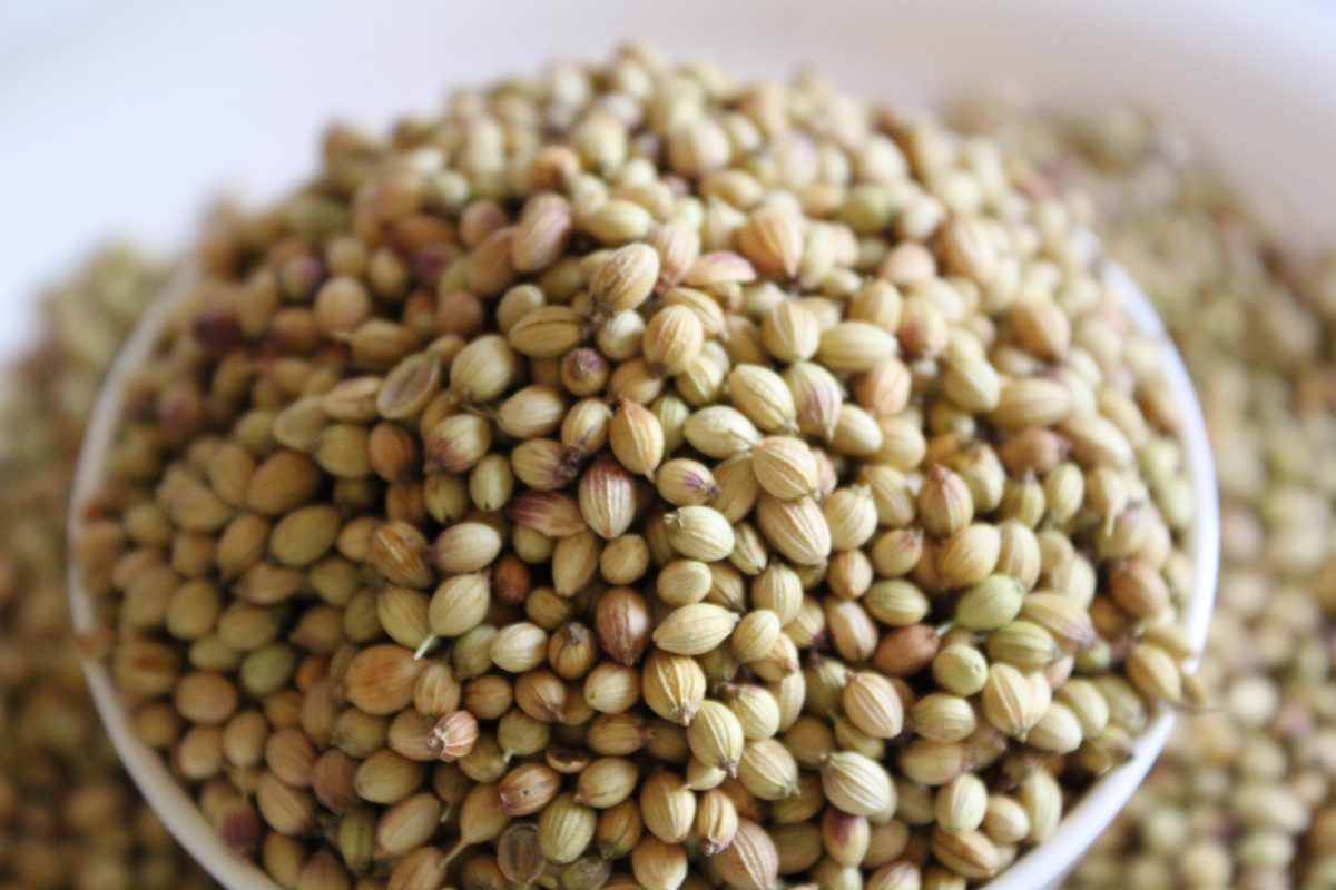 Close up of a white bowl full of coriander seeds. 