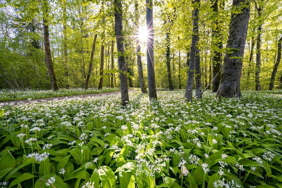 Wild garlic in the woods with the sun shining through the trees.