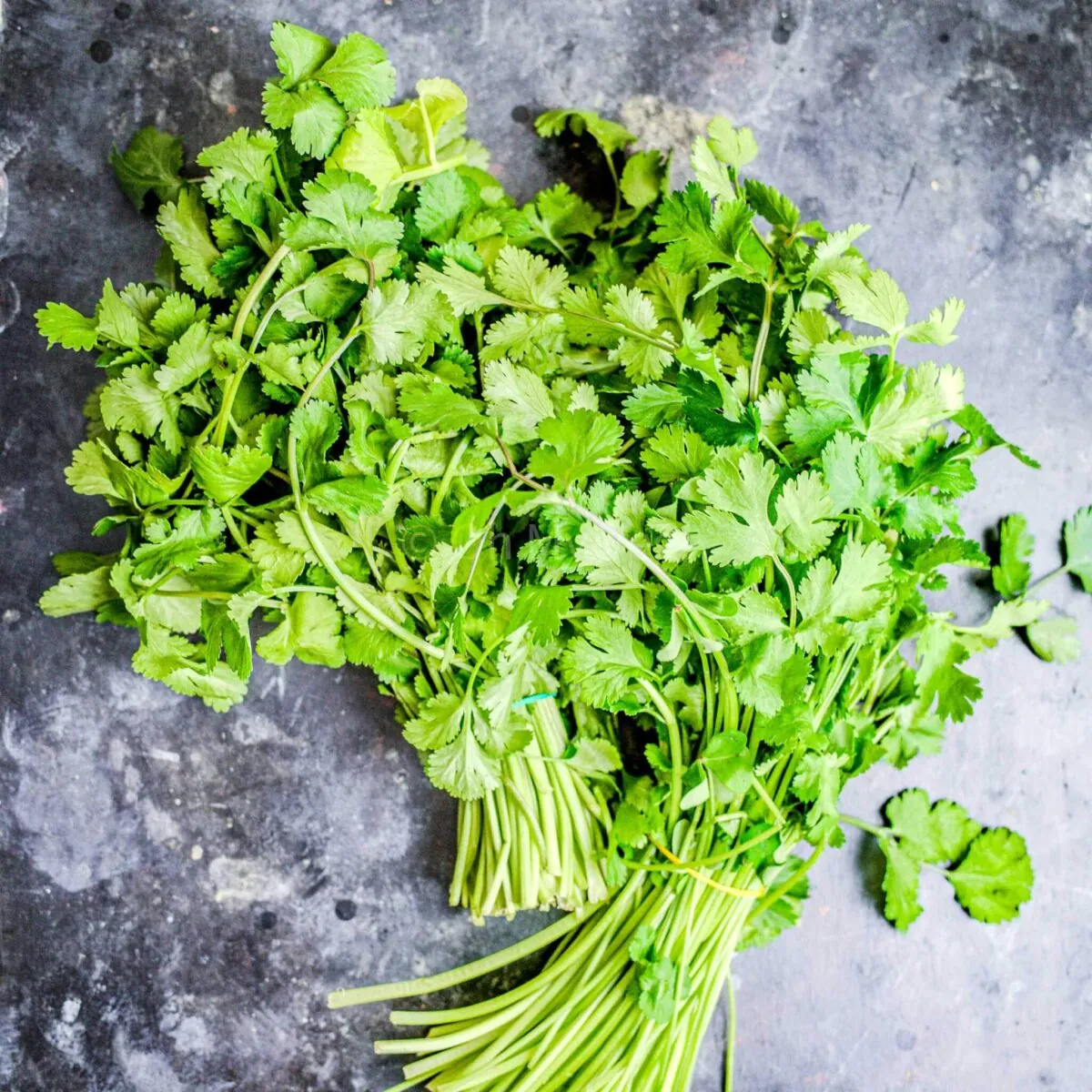 Fresh coriander bunches.