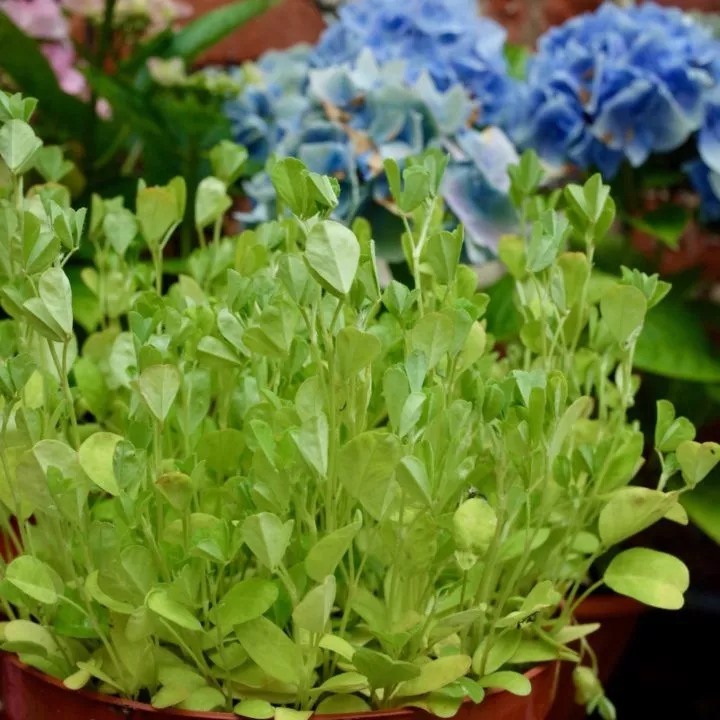 Fresh Fenugreek Methi Plant Growing in a brown garden pot