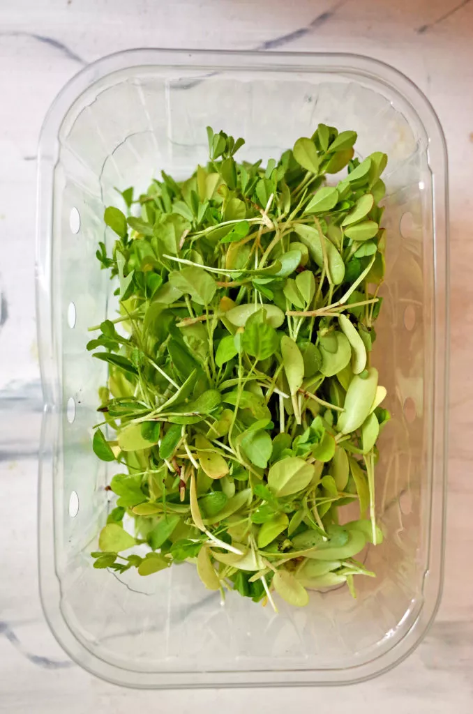 Fresh Fenugreek Methi Leaves in a plastic container ready to be washed and cooked