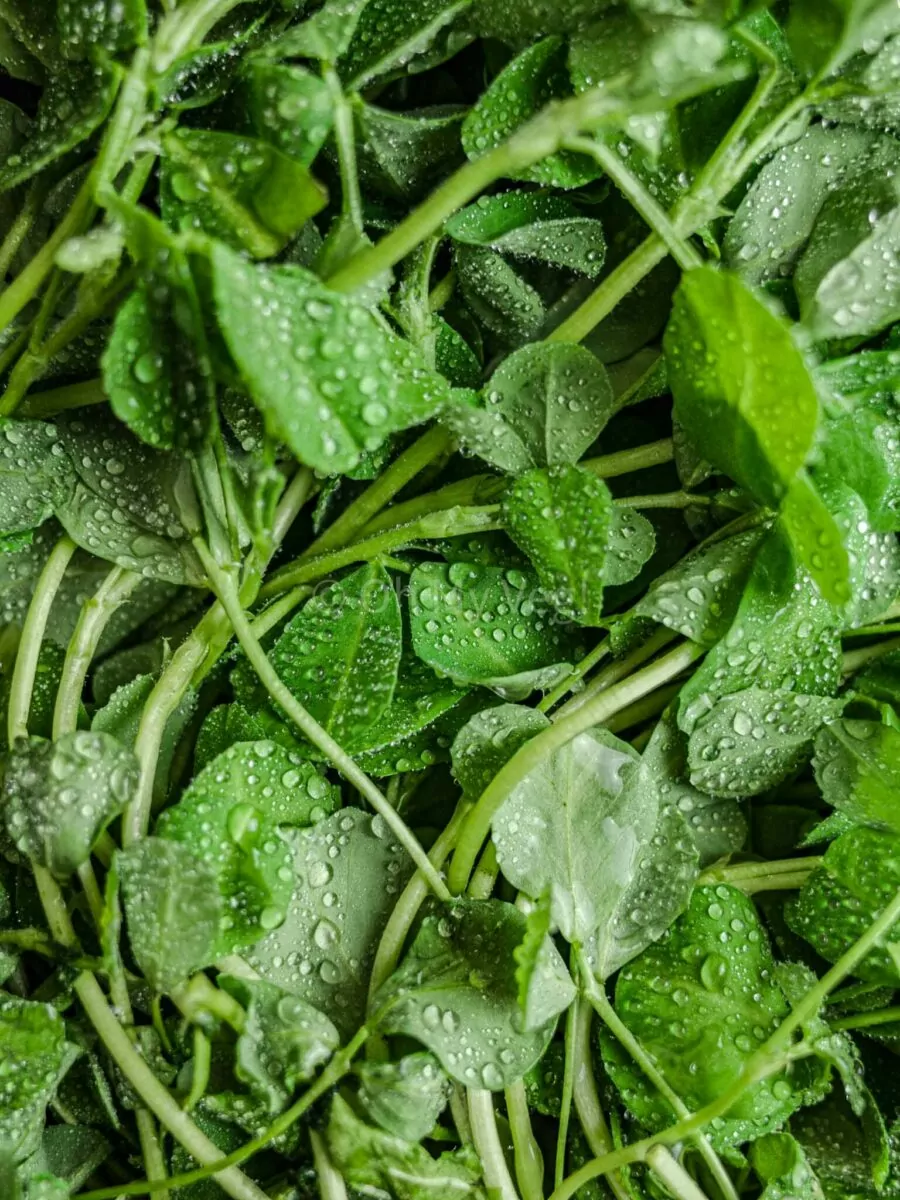 Fresh fenugreek leaves with water droplets. 