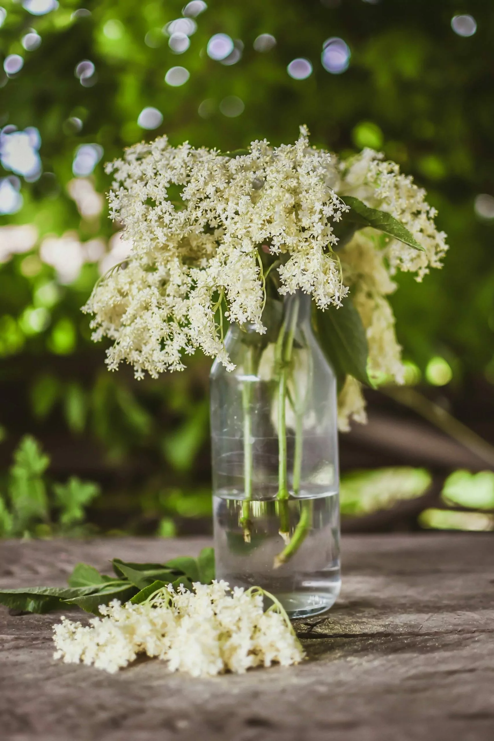 Fresh elderflowers in a vase.